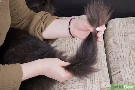 Image intitulée Give Your Cat a Massage Step 12