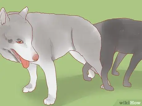 Image intitulée Encourage Dogs to Mate Naturally Step 13