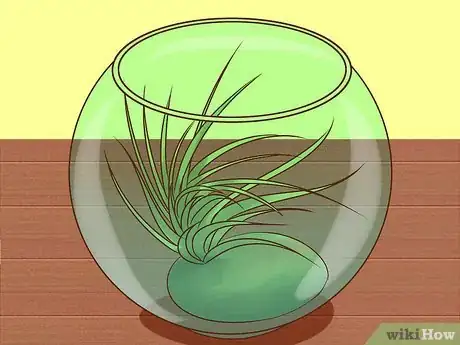 Image intitulée Care for Air Plants Step 12