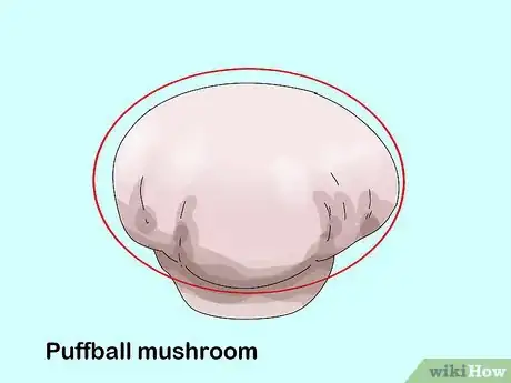 Image intitulée Identify Edible Mushrooms Step 9