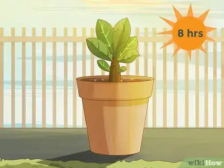 Image intitulée Plant Desert Rose Seeds Step 22