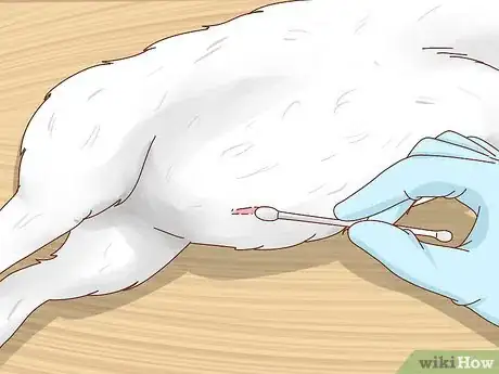 Image intitulée Care for Baby Goats Step 2