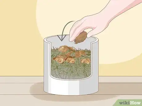 Image intitulée Winterize Calla Lily Bulbs Step 9