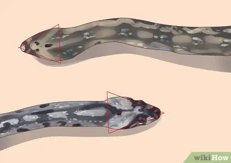 Image intitulée Differentiate Between Poisonous Snakes and Non Poisonous Snakes Step 1