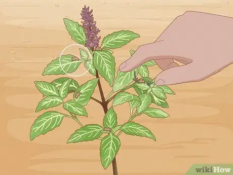 Image intitulée Grow Basil Step 9