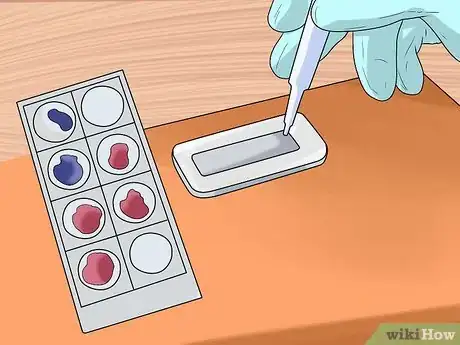 Image intitulée Breed Pugs Step 5