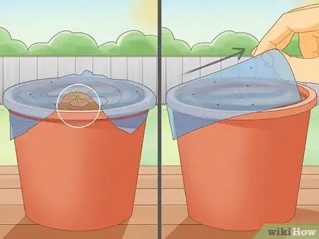 Image intitulée Plant a Lemon Seed Step 11