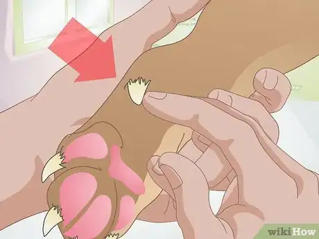 Image intitulée Care for a Dog's Dew Claw Step 4
