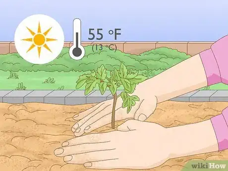 Image intitulée Grow Zucchini Step 2