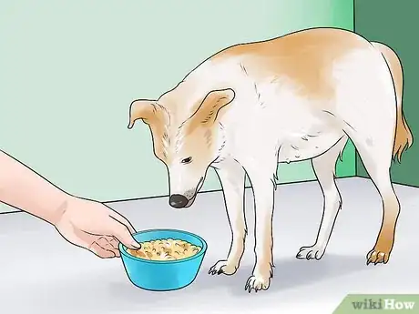 Image intitulée Know if a Pregnant Dog Has Reabsorbed the Fetus Step 7