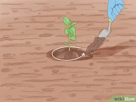 Image intitulée Grow Hot Peppers Step 11