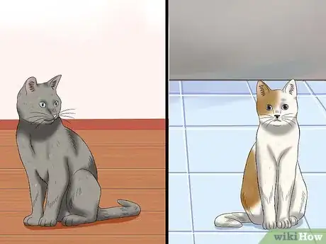 Image intitulée Treat Conjunctivitis in Cats Step 3