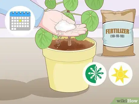 Image intitulée Take Care of a Chinese Money Plant Step 8