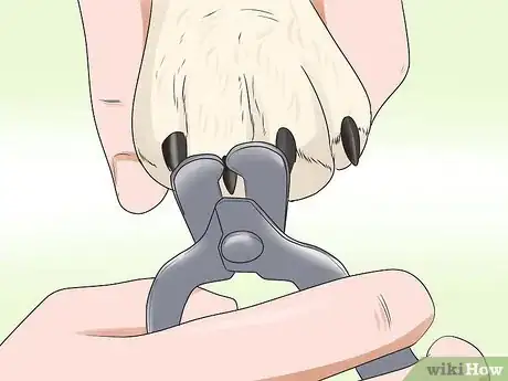 Image intitulée Groom a Miniature Schnauzer Step 12
