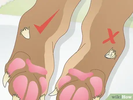 Image intitulée Care for a Dog's Dew Claw Step 2