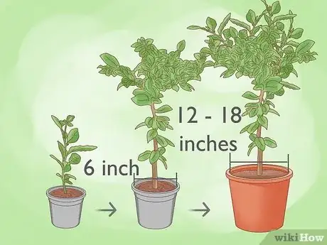 Image intitulée Plant a Lemon Seed Step 26