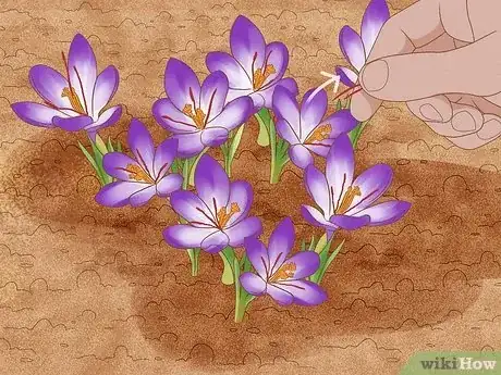 Image intitulée Grow Saffron Step 11