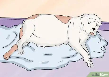 Image intitulée Breed English Bulldogs Step 18