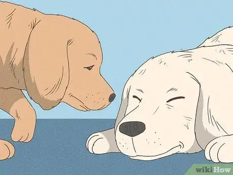 Image intitulée Recognize a Dying Dog Step 9