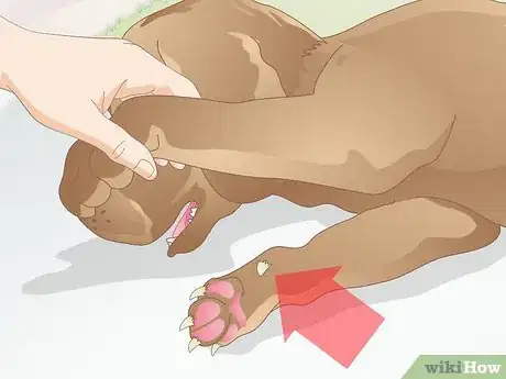 Image intitulée Care for a Dog's Dew Claw Step 1