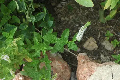 Image intitulée Mentha_spicata