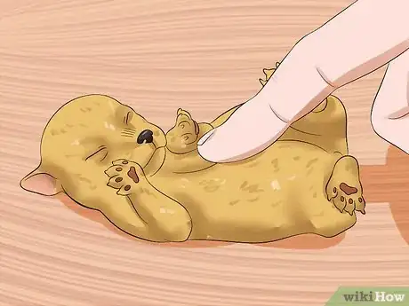 Image intitulée Determine the Sex of Puppies Step 8