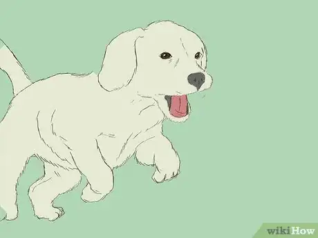 Image intitulée Care for an 8 Week Old Puppy Step 4