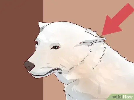 Image intitulée Love Your Dog Step 4