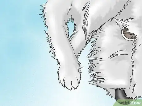 Image intitulée Get a Urine Sample from a Male Dog Step 6