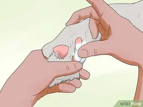 Image intitulée Groom a Miniature Schnauzer Step 13