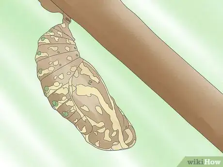 Image intitulée Care for a Caterpillar Step 14