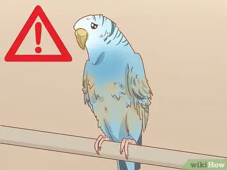 Image intitulée Treat Diarrhea in Parakeets Step 2