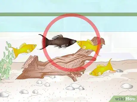 Image intitulée Breed Molly Fish Step 1