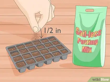 Image intitulée Grow Zucchini Step 5