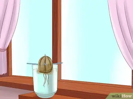 Image intitulée Grow Avocados Step 7