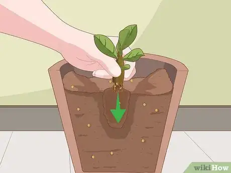 Image intitulée Plant Desert Rose Seeds Step 21