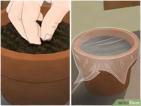 Image intitulée Grow a Sensitive Plant Step 3