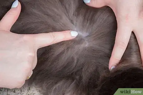 Image intitulée Give Your Cat a Massage Step 18