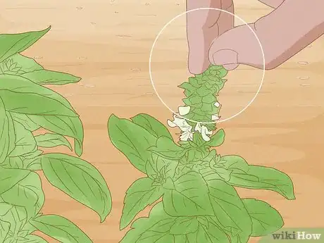 Image intitulée Grow Basil Step 8