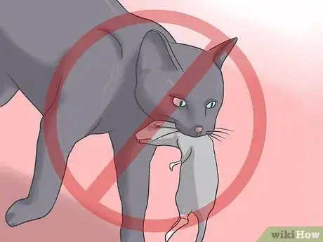 Image intitulée Treat Tapeworm in Cats Step 10