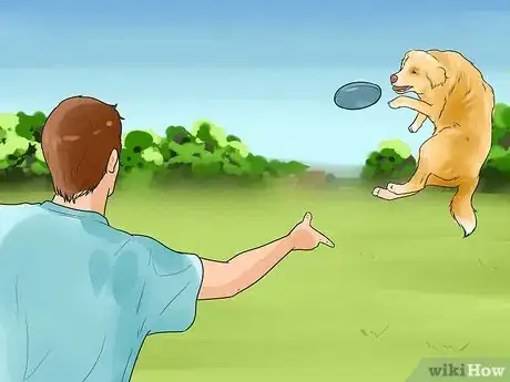 Image intitulée Make a Golden Retriever Stop Barking Step 8