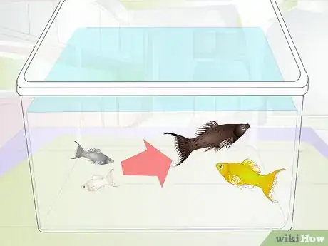Image intitulée Breed Molly Fish Step 5