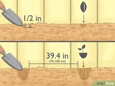 Image intitulée Grow Zucchini Step 6