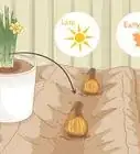repiquer des jonquilles