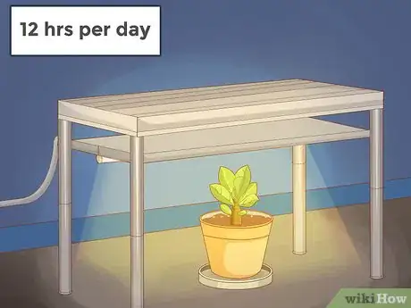 Image intitulée Plant Desert Rose Seeds Step 23