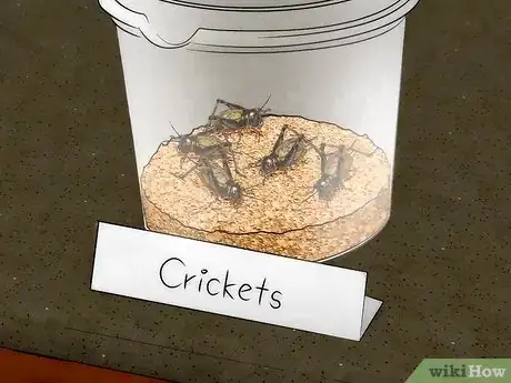 Image intitulée Feed a Tarantula Step 1