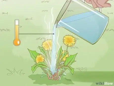 Image intitulée Kill Dandelions Naturally Step 2
