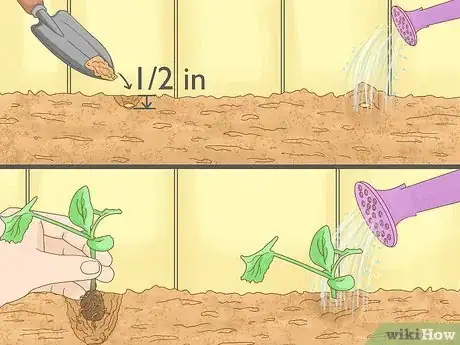 Image intitulée Grow Zucchini Step 7