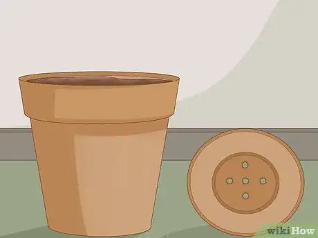 Image intitulée Plant Desert Rose Seeds Step 16