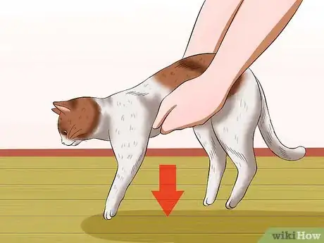 Image intitulée Carry a Cat Step 16